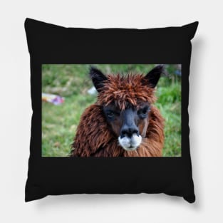 Lama du Pérou Pillow