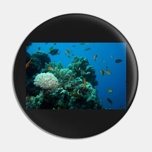 RED SEA MARINE LIFE Pin