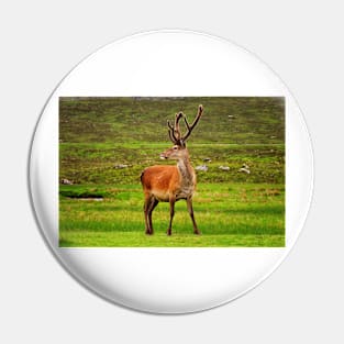 Highland Stag Pin