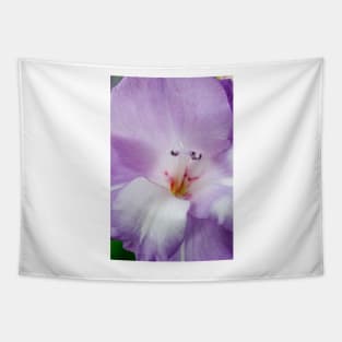 Gladiolus  'Nori' Tapestry