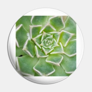 Echeveria Succulent Plant Pin