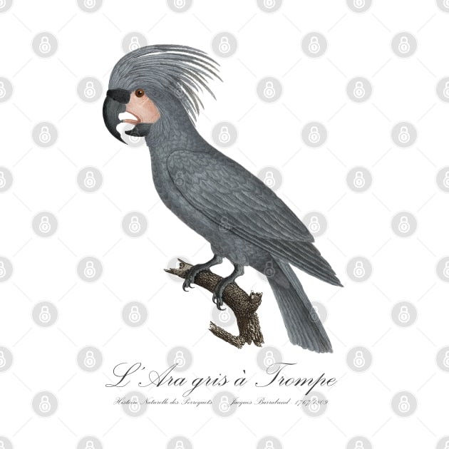 Grey Palm Cockatoo Parrot / L’Ara gris a Trompe - Jacques Barraband 19th century Illustration by SPJE Illustration Photography