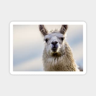 Cute Alpaca Portrait Wall Art Photograph Magnet