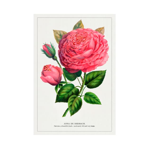 Pink rose, Anna De Diesbach lithograph (1900) by WAITE-SMITH VINTAGE ART