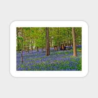 Bluebells Bluebell Woods Greys Court Oxfordshire UK Magnet