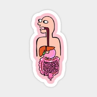 Colorful Illustration of the Digestive System - Med School Anatomy Physiology Magnet