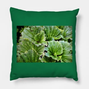 Macquarie Island Cabbage Pillow