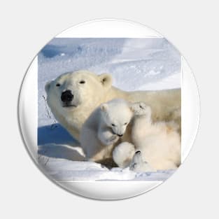 Polar bear cubs playing together Pin