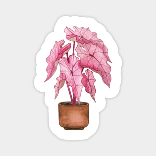 Pink Caladium Magnet