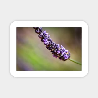 Close-up of lavender Magnet