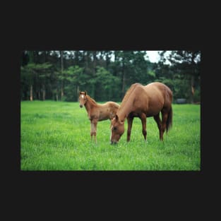 Horse Family T-Shirt