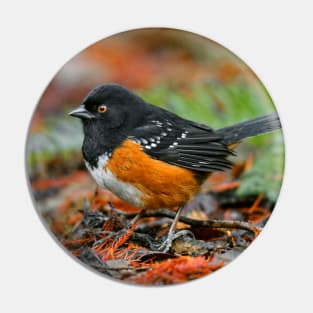 Spotted Towhee Sparrow Songbird in the Autumn Leaf Litter Pin