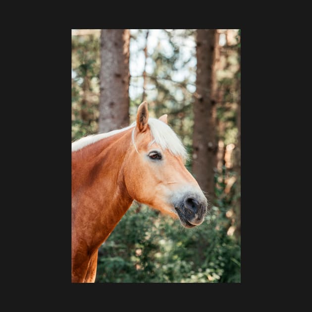 Haflinger mare in the forest by M-Hutterer