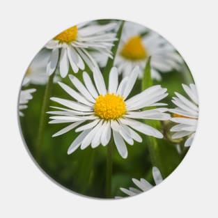 Closeup white daisies Pin