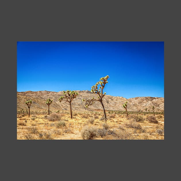 Joshua Tree National Park, California by Gestalt Imagery