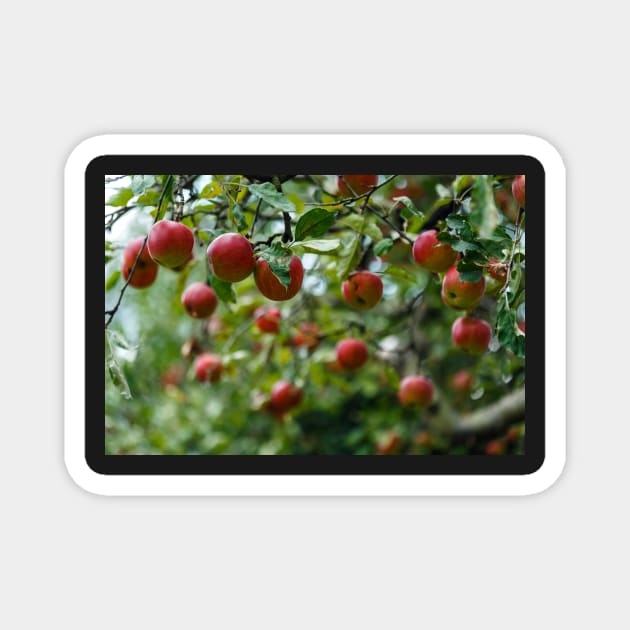 Red ripe apples in the tree Magnet by naturalis