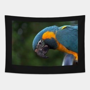 blue and yellow macaw Tapestry