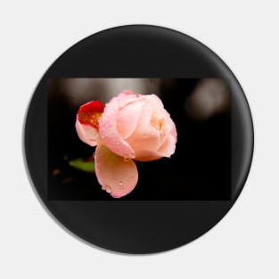 Water Droplets on a Pink Rose Pin