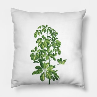 Starleaf plant Pillow