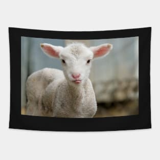 Cute and adorable few day old lamb Tapestry