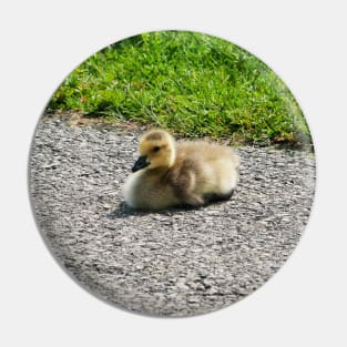 Young Gosling Sitting on The Pavement Pin