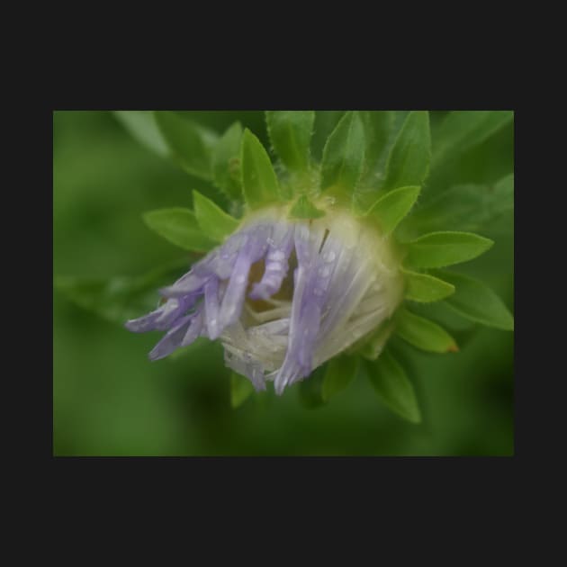 Purple flower with rain drops by ToniaDelozier