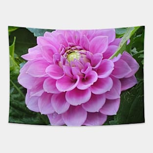 Light Pink Dahlia Tapestry