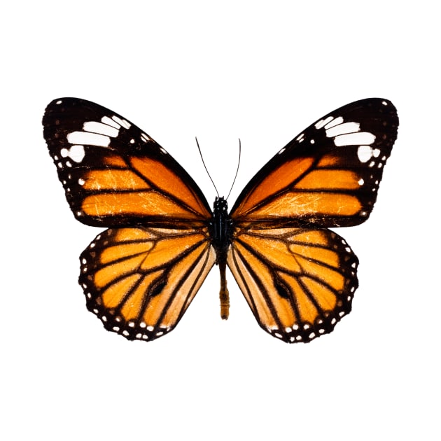 Monarch butterfly sticker by SouthPrints