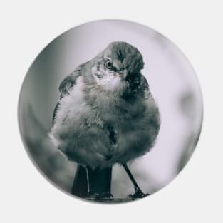 Grumpy Bird Photograph Pin