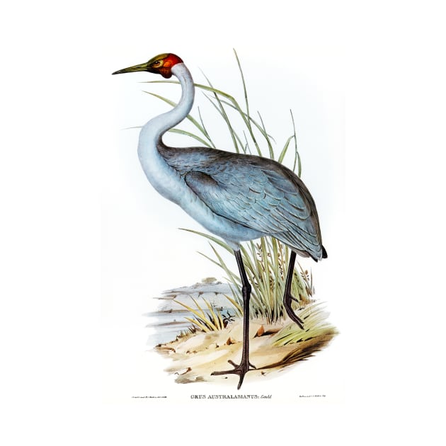 Australian Crane (Grus Australasianus) by WAITE-SMITH VINTAGE ART