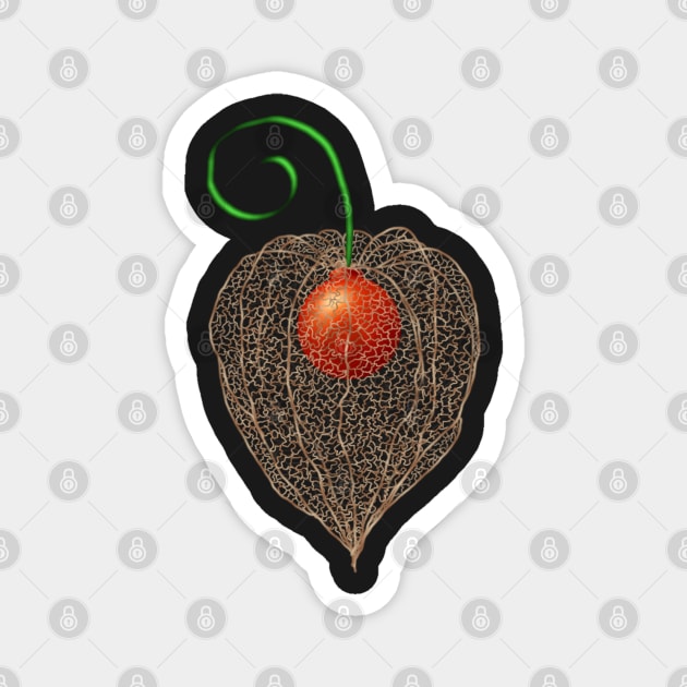 Delicate Chinese Lantern Fruit Art Magnet by H. R. Sinclair