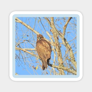 Red-tailed hawk, birds, wildlife, gifts Magnet