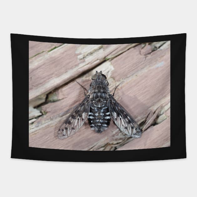 Anthrax sp. fly close-up Tapestry by SDym Photography