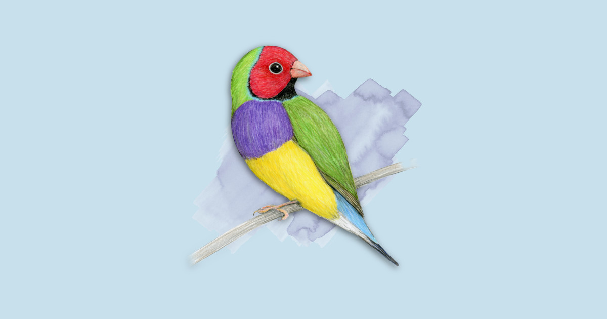 Gouldian finch colour pencil drawing - Gouldian Finch - T-Shirt TeePublic