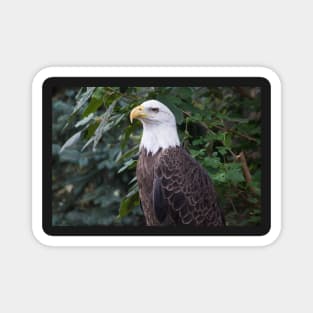 American Bald Eagle Magnet