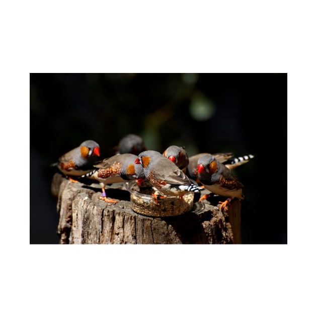 Zebra Finch Feeding Frenzy by GP1746