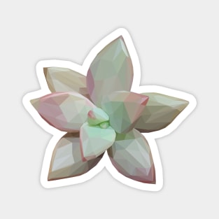 Pink Green Succulent Magnet