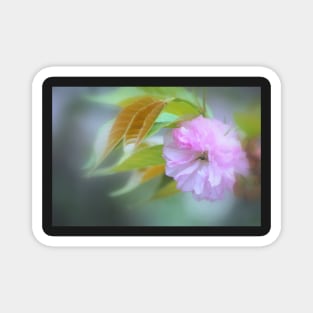 Pink Blossom #2 Magnet