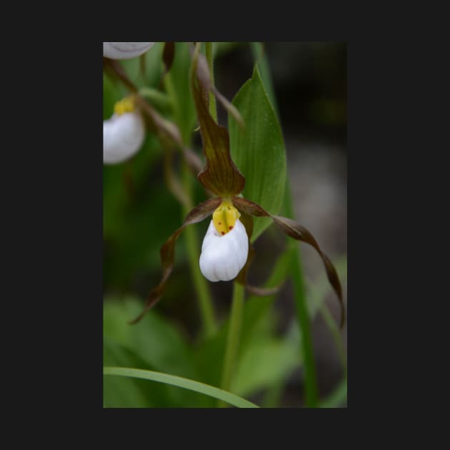 Moccasin Flower by Whisperingpeaks