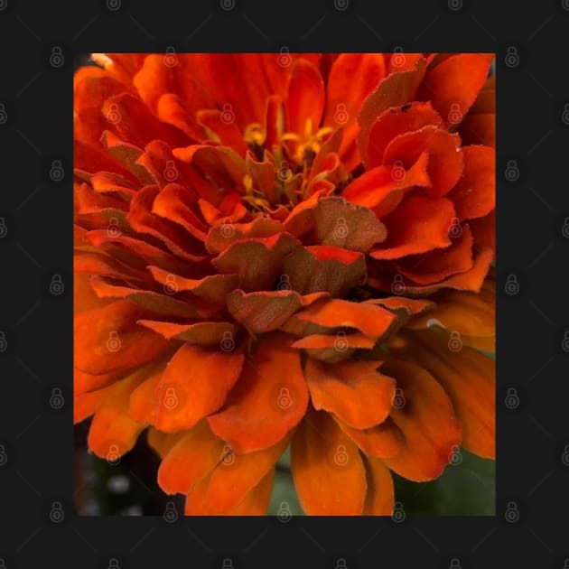 Fall Harvest Orange Zinnia by Photomersion