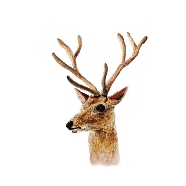 Deer Painting Deer Painting Kids T Shirt Teepublic