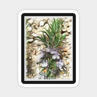 Rosemary blossom Magnet