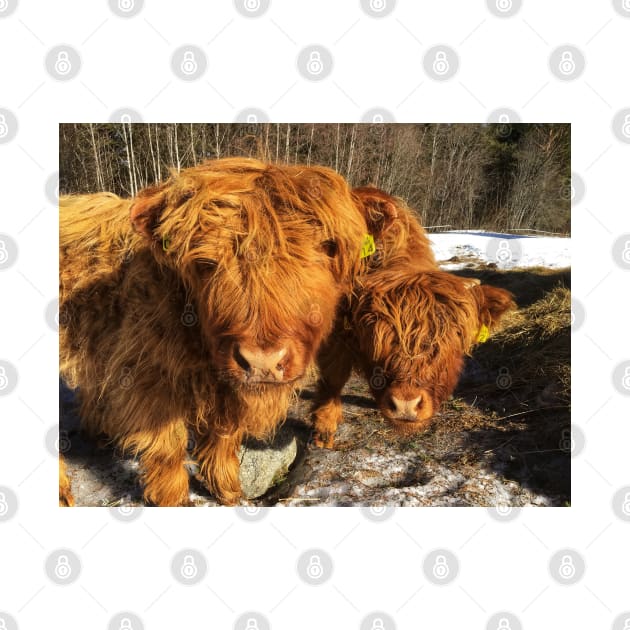 Scottish Highland Cattle Calves 1948 by SaarelaHighland