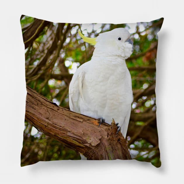 Cockatoo Posing Pillow by Mickangelhere1