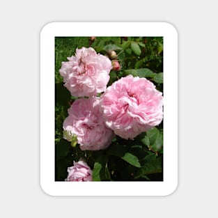 Rose Flower Blush Pink Magnet