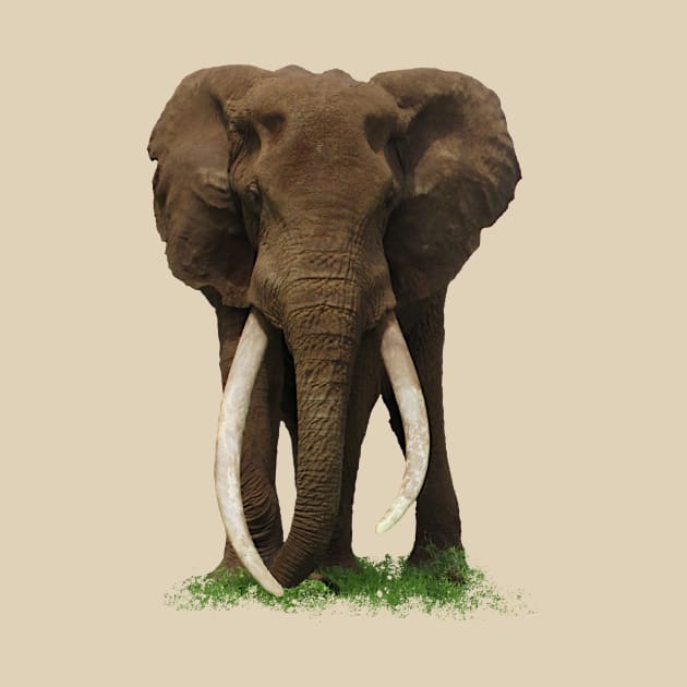 Elephant with big tusk in Africa by T-SHIRTS UND MEHR