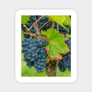 Vineyard, Kaiserstuhl, South-West Germany Magnet