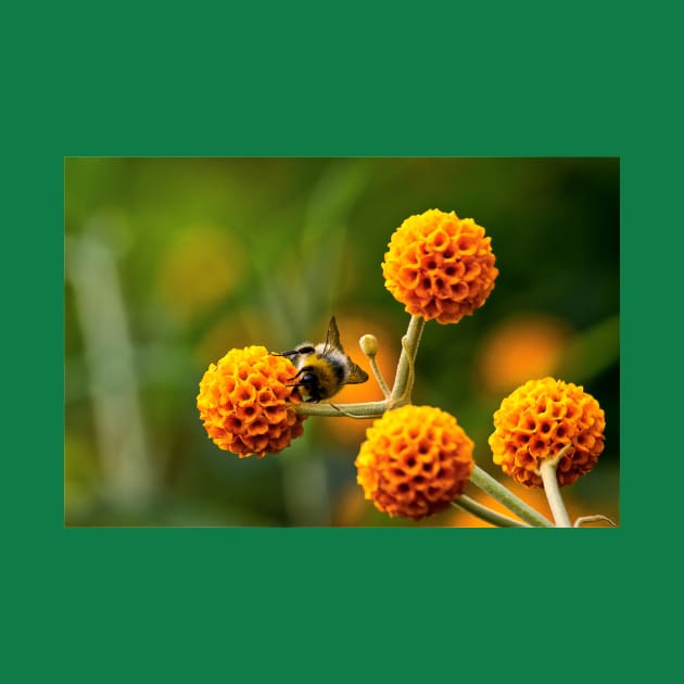 Busy bee on buddleia by Violaman