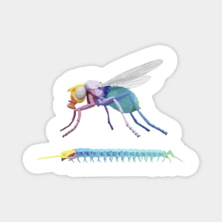 Evolution Hox Genes Similarities Housefly and centipede Magnet