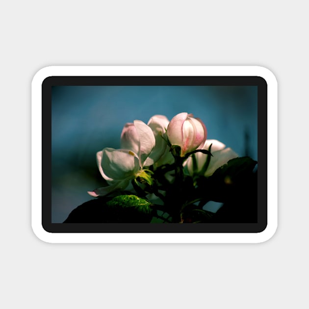 Apple Tree Flower Buds Magnet by photoclique